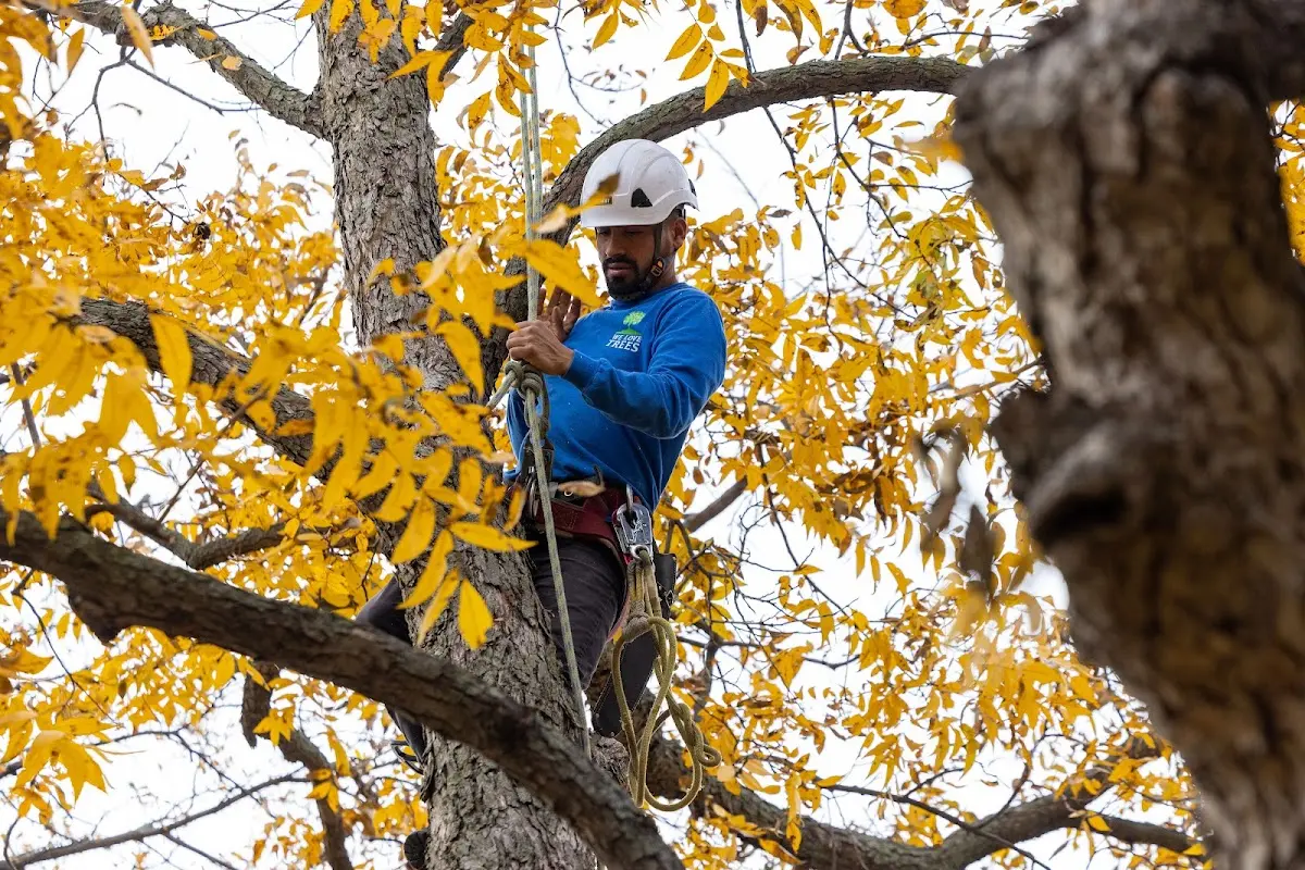 Skilled Tree Trimming crew working in Bodfish