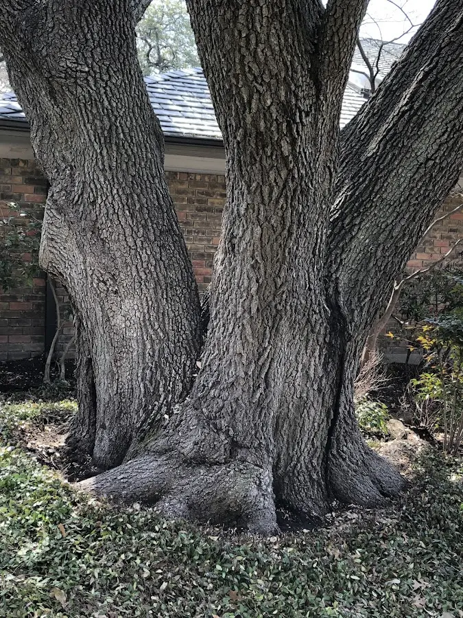 Mature heritage tree close to a Bodfish property cared for by certified arborists